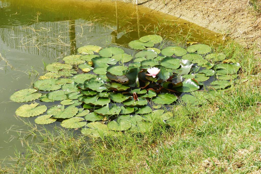 Отель Szerencsecsillag Vendeghaz Кишкёрёш Экстерьер фото